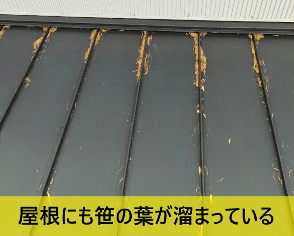 屋根の上にも落ち葉が溜まっている　笹の葉　現地調査